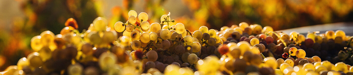 Bunches of grapes