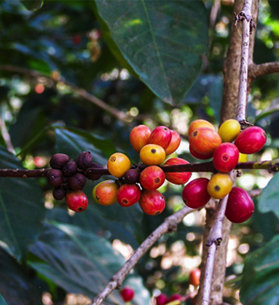 Findlater Coffee Beans growing