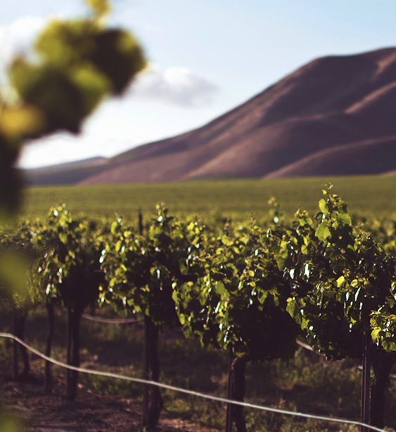 Sustainable Vineyard